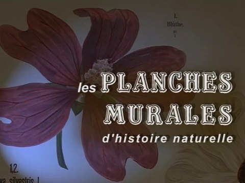 Les planches murales d'histoire naturelle