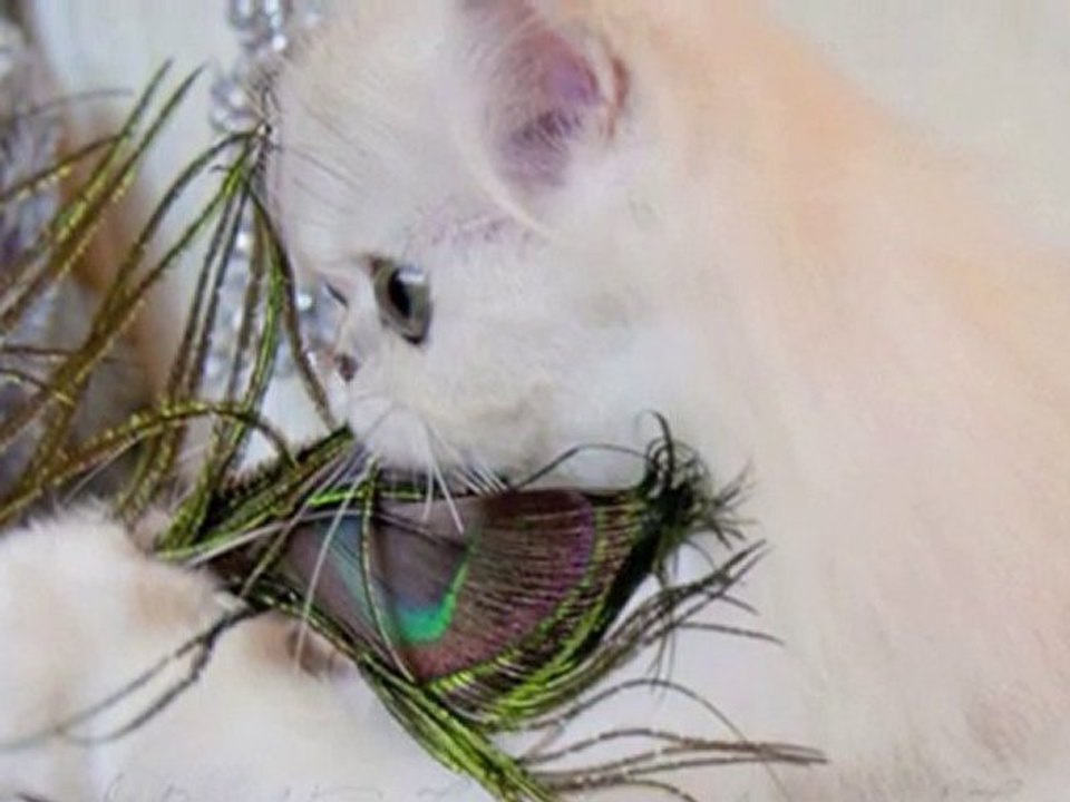 CAT CHRISTMAS