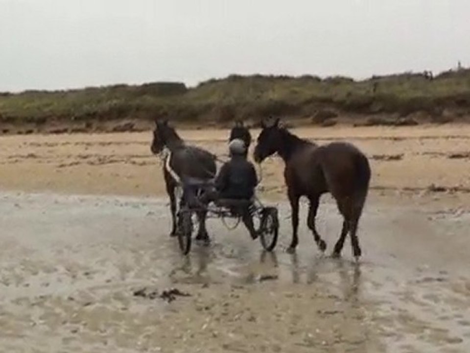 SAPHIR,REBELLE ET RIKITA A LA PLAGE