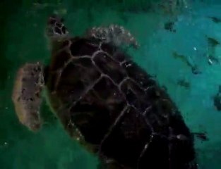 Family days out London - SEA LIFE London Aquarium