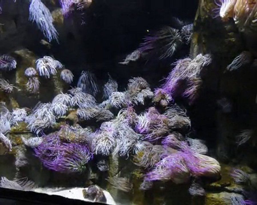 Aquarium Paris