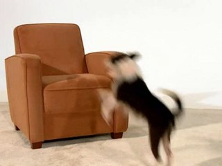 How to Remove Pet Odors