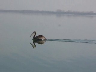 PERCH YEDİKIR (14.11.2010)