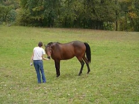 Travail à pied avec Goss