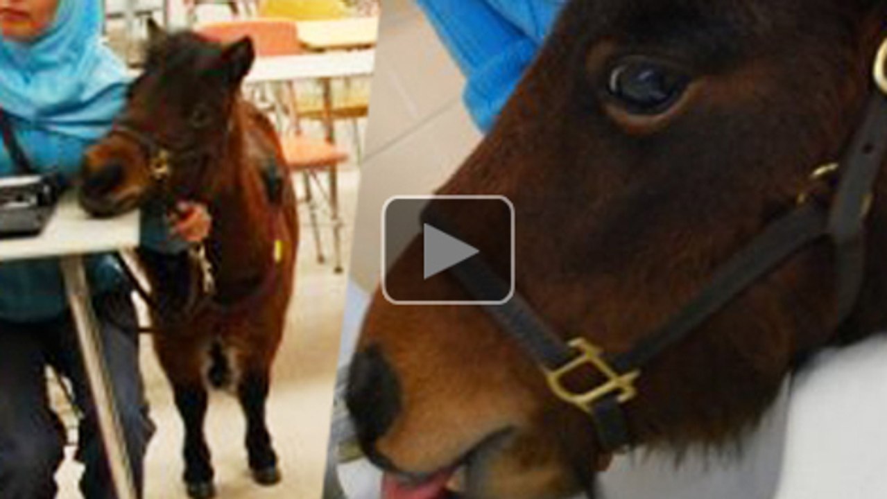 Le Poney d'aveugle...