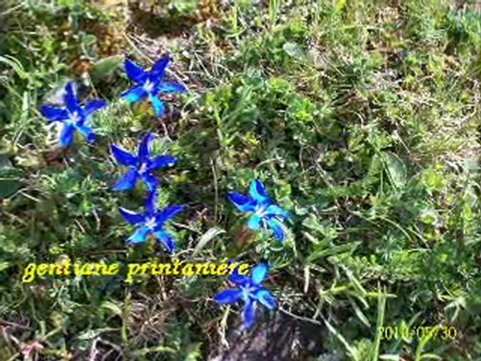 fleurs des pyrénées