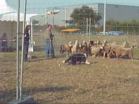 CANT (Certificat d'Aptitudes Naturelles au Troupeau) Chipy