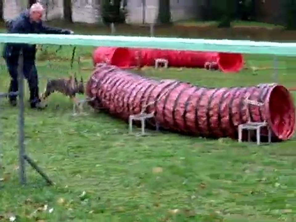 FARO du Domaine de Kilorff initation à l'Agility: Age 3 mois