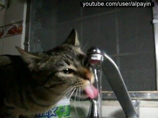 my cat drinking water