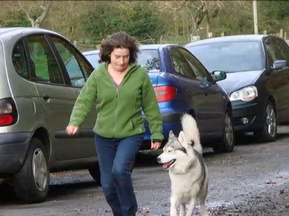 rencontre forum amour de husky & élevage of watson lake