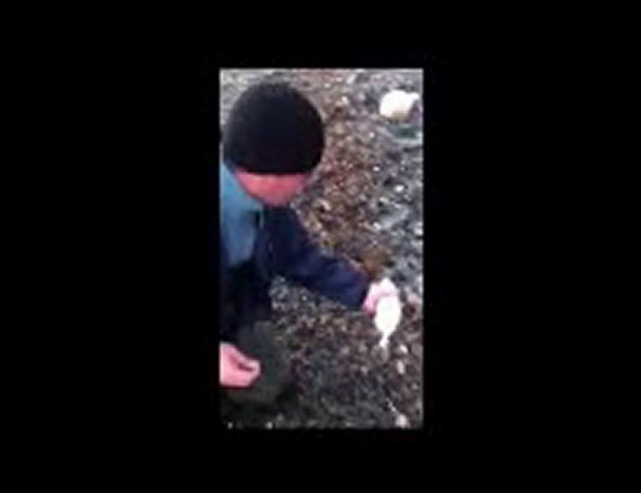 çıralık avı