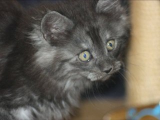 film de la petite famille Maine Coon 2010