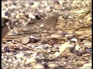 T.Ş.G.F-Canlılarda Sevgi ve Dayanışma