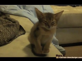 Un micino che casca dal sonno