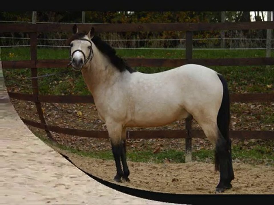 SOLIST DES BRIMBELLES ETALON poney francais de selle