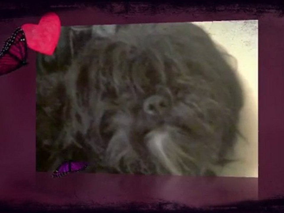 mes loulou