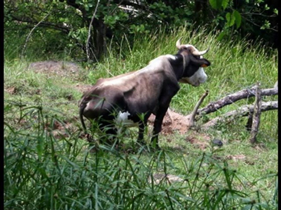 Voyage Martinique : Billet d'avion Fort de France