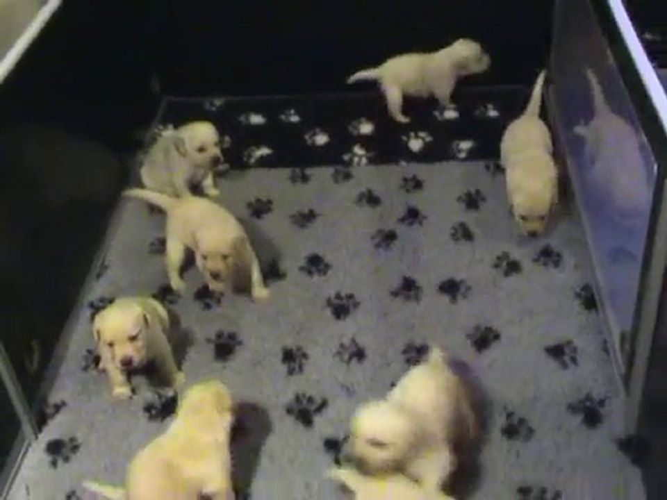 Kaly - Portée B - 09.11.2010