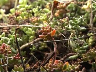 La toiture végétale gagne la Vendée