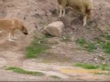 Köpek ile Kurbanlık Koyun Oyunu...         borhaber.net