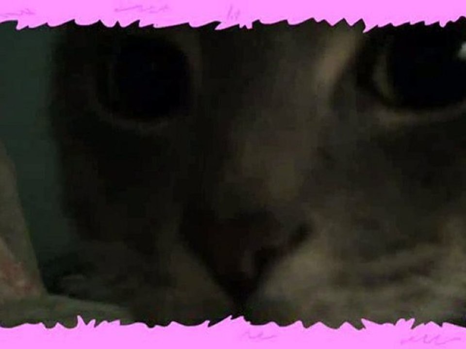 A Chat With Mr. Pickles - Number One Super Cutie ...