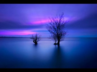 Adagio Cardinal Danielle Licari