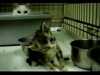 Test of a civ web med Contre la vivisection animal