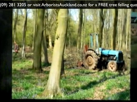 Tree Felling Auckland: Ph(09) 2813205 for a tree felling qu