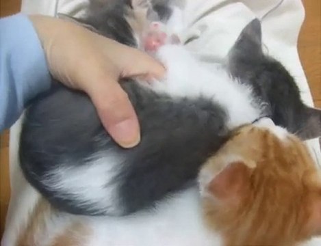 Un chaton peut en cacher un autre :-))