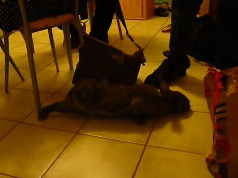 Toupie 14-11-2010  avec la noix