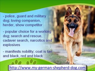 The Hardworking German Shepherd