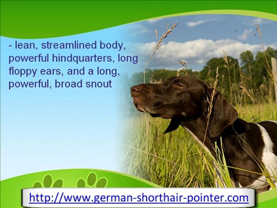 The Prized German Shorthair Pointer