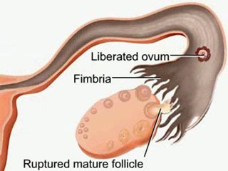 NurseReview.Org - Animation on Female Reproductive System