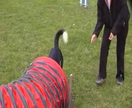 démonstration d'agility snoopy malhoreau vidéo 3
