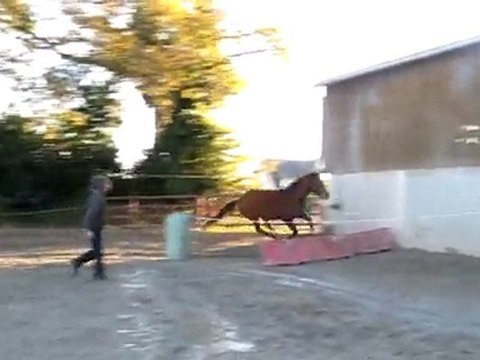 Ecuries Du Nevez Tiempo Del Sol