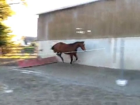 Ecuries Du Nevez Tiempo Del Sol 1