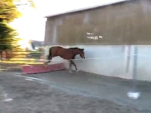 Ecuries Du Nevez Tiempo Del Sol 3