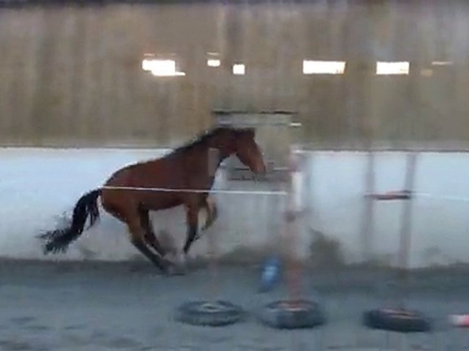 Ecuries Du Nevez Tiempo Del Sol 4