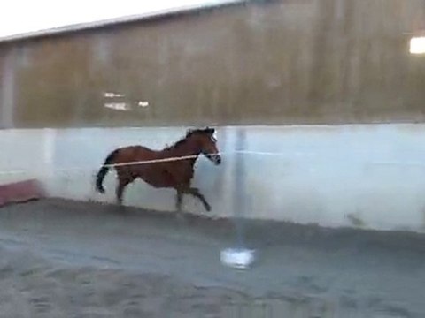 Ecuries Du Nevez Tiempo Del Sol 5