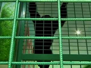 Smoking chimp goes to rehab