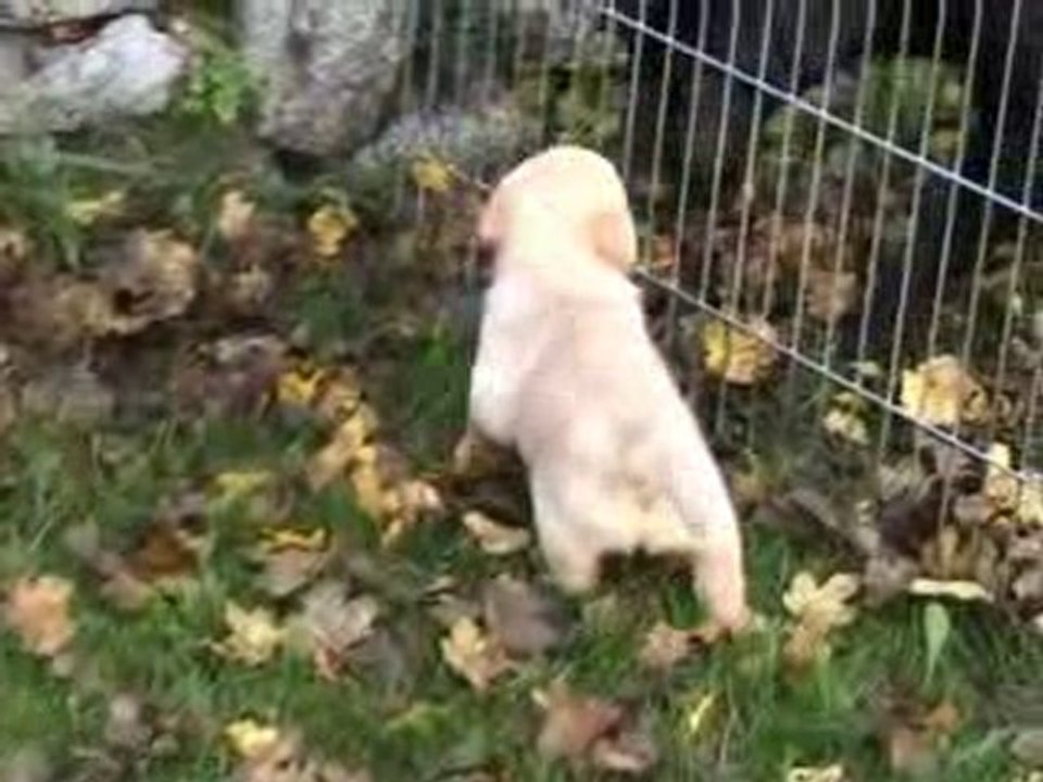 Kaly - Portée B - 14.11.2010 3 Première sortie