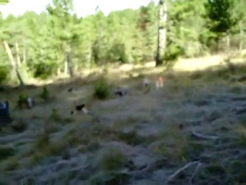 Sortie du 17 Novembre 2010 rapproché