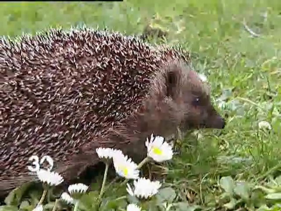 Sanctuaire des hérissons (extrait 30 Millions d'Amis 2007)