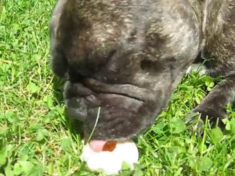 Le coco de la cocotte