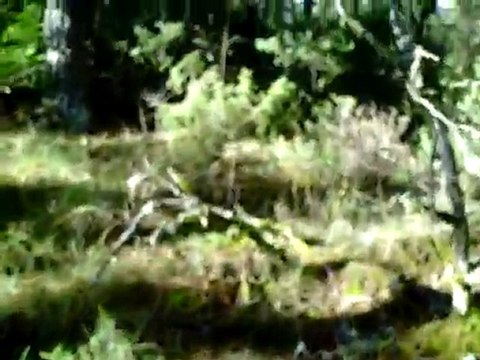 Sortie du 17 Novembre 2010 rapproché 4