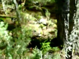 Sortie du 17 Novembre 2010 "rapproché & lancé"