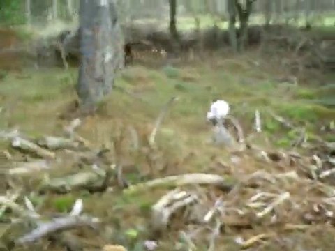 Chiots de 2 mois 1/2 Féline, Farouche, Fangio & Fakir