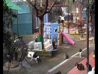 17 novembre: Gatto Nero Day. Adottateli anche su Facebook!