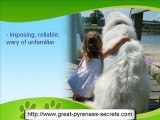 The Great Pyrenees Dog Breed