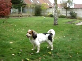 Qui court après l'autre, le bichon ou l'épagneul